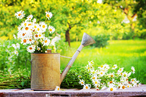 10 Ways to Green up your Summer